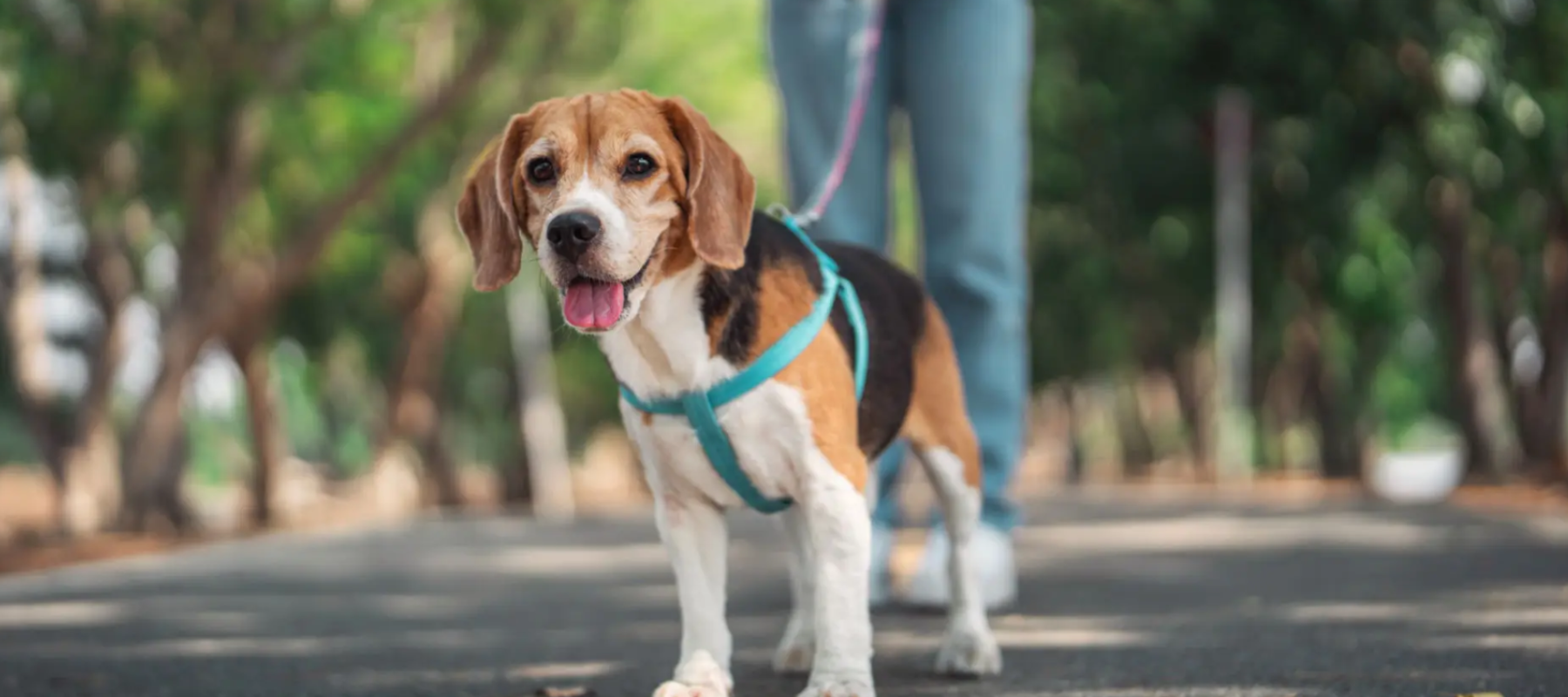 Variety of leashes, harnesses and collars - DogBox